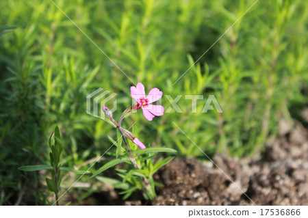 Shiba Zakura Shiba Zakura 17536866