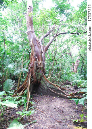 Maxwell Aoki (Maibara / Ishigakijima / Okinawa Prefecture) 17537253