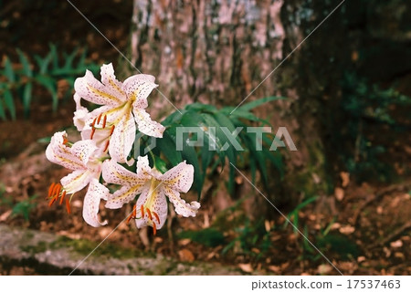 山的百合根的樹 山的百合根的樹 17537463