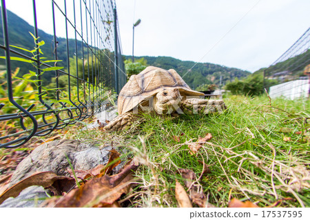 Kuzume Land Turtle Kuzume Land Turtle 17537595
