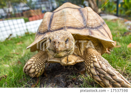 Kuzume Land Turtle 17537598