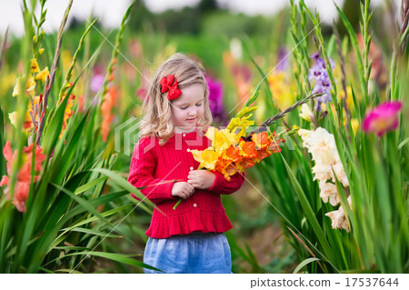 Child picking fresh gladiolus flowers 17537644