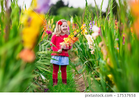 Child picking fresh gladiolus flowers 17537658