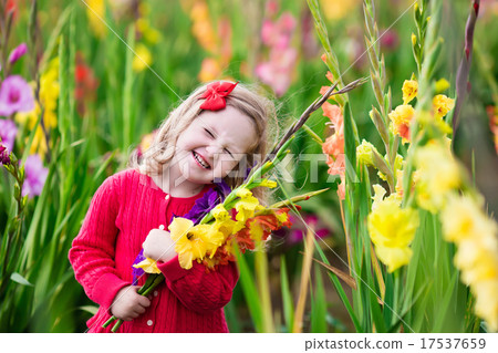 Child picking fresh gladiolus flowers 17537659