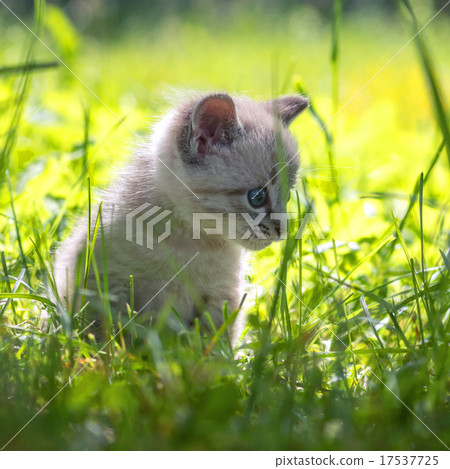 kitten 17537725