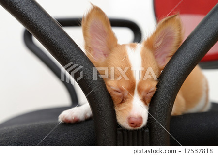 Sleepy Chihuahua puppy Sleepy Chihuahua puppy 17537818