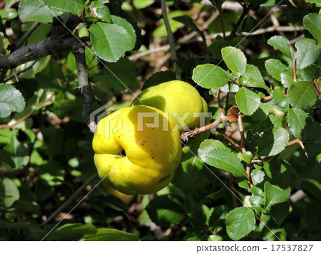 The fruit of the viscera / Showa memorial park 17537827