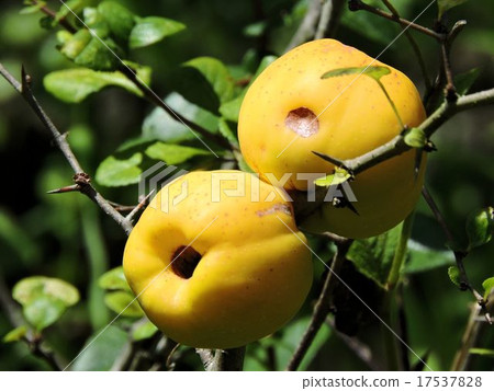 內臟/昭和紀念公園的果實 17537828