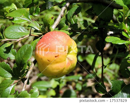 The fruit of the viscera / Showa memorial park 17537829