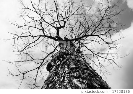 dry tree in nature 17538186