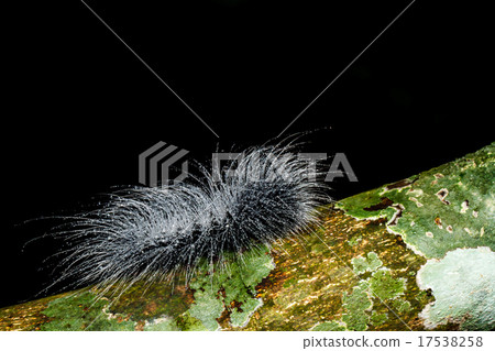 hairy caterpillars hairy caterpillars 17538258