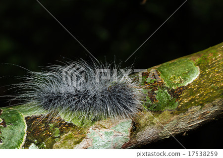 hairy caterpillars hairy caterpillars 17538259