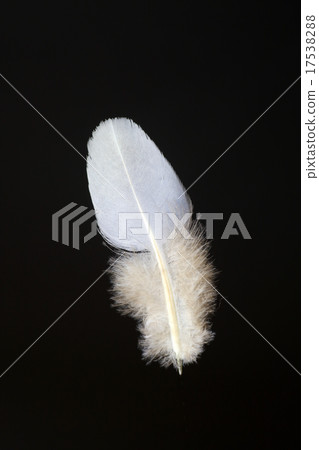 Body hair of pheasant Body hair of pheasant 17538288