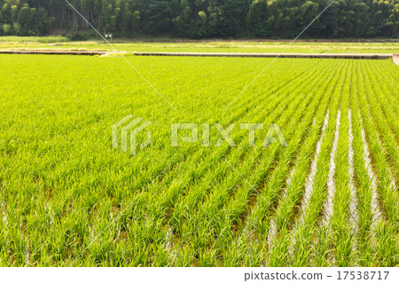 Paddy field Paddy field 17538717