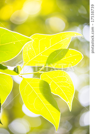 Green leaves Green leaves 17538739