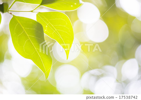 Green leaves Green leaves 17538742