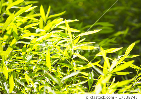 Green leaves Green leaves 17538743