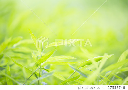 綠葉 綠葉 17538746