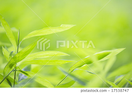 綠葉 綠葉 17538747