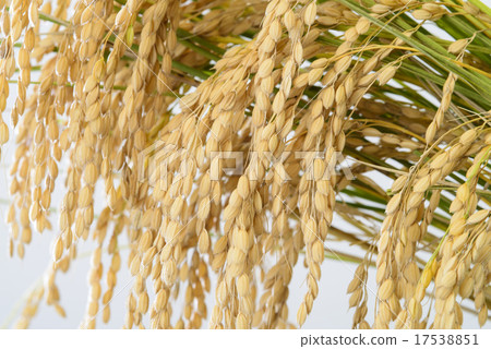 Harvested new rice ears 17538851
