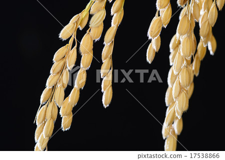Harvested new rice ears 17538866