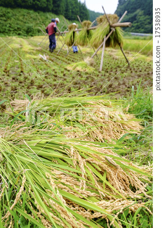 Harvested new rice ears 17538935