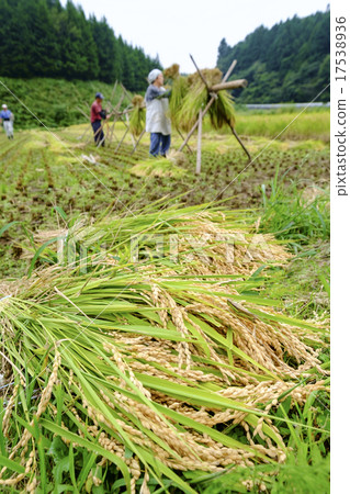 Harvested new rice ears 17538936