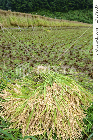 Harvested new rice ears 17538937