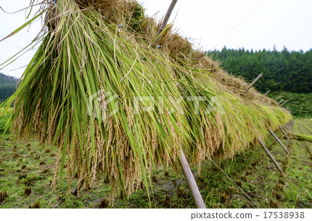 Harvested new rice ears 17538938