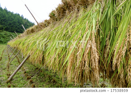 Harvested new rice ears 17538939