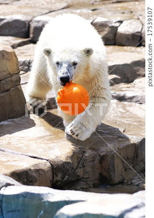 Popular polar bear lila Popular polar bear lila 17539107
