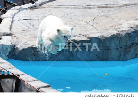 Popular polar bear lila Popular polar bear lila 17539115