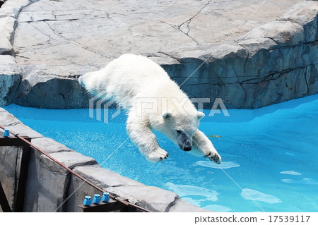 Popular polar bear lila Popular polar bear lila 17539117