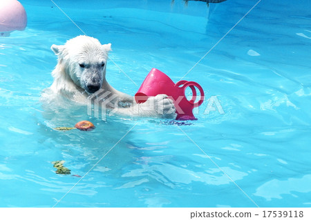 Popular polar bear lila Popular polar bear lila 17539118