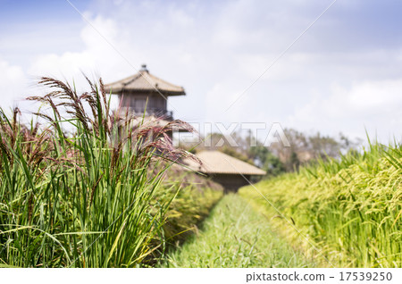 The octagonal drum and red rice of Tamaji castle ruins 17539250