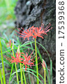 Mandarin saixa 17539368