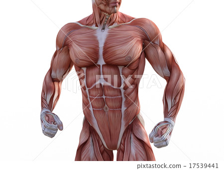 Mastered male perming3DCG illustration material 17539441