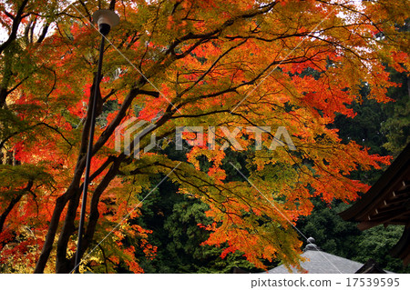 Hasega寺Konoha奈良縣 17539595