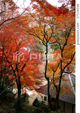 Hasega寺Konoha奈良縣 Hasega寺Konoha奈良縣 17539596