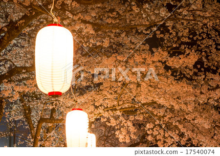 吉野櫻花樹和燈籠在晚上在Yeongwon公園 17540074