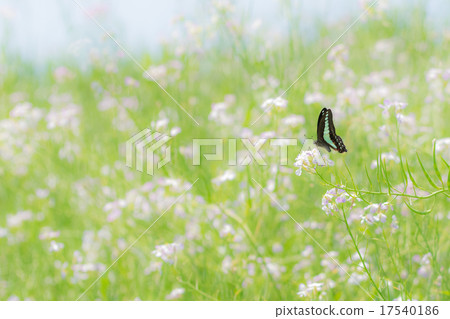 Swallowtail butterfly in spring 17540186