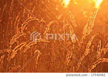summer sunset glow grass field background summer sunset glow grass field background 17540462