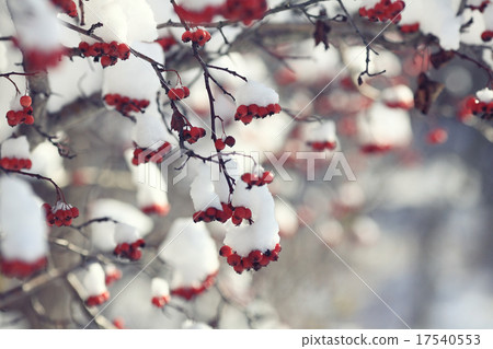 red berries under snow, snow, background, mountain ash, hawthorn 17540553
