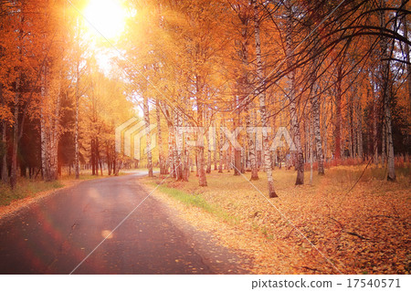 autumn park forest, landscape yellow autumn park forest, landscape yellow 17540571