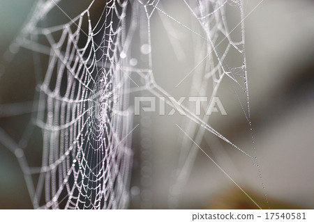 spider's web with dew drops background 17540581