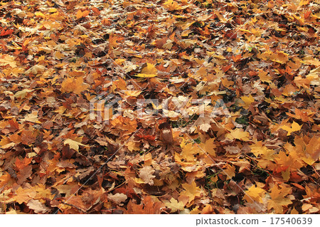 texture of yellow leaves on the ground park maples texture of yellow leaves on the ground park maples 17540639
