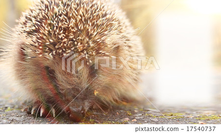hedgehog close-up portrait hedgehog close-up portrait 17540737