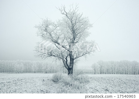 lonely tree in a field frosted frosty winter landscape lonely tree in a field frosted frosty winter landscape 17540903