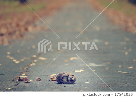 hedgehog autumn leaves forest hedgehog autumn leaves forest 17541036