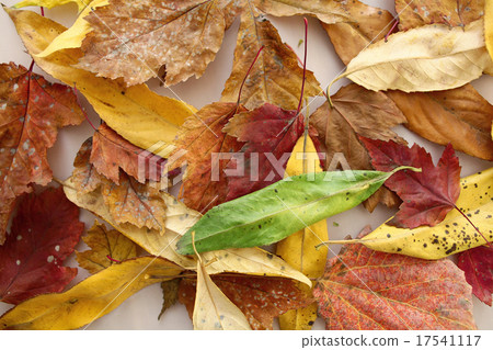 background leaves yellow drops of water background leaves yellow drops of water 17541117